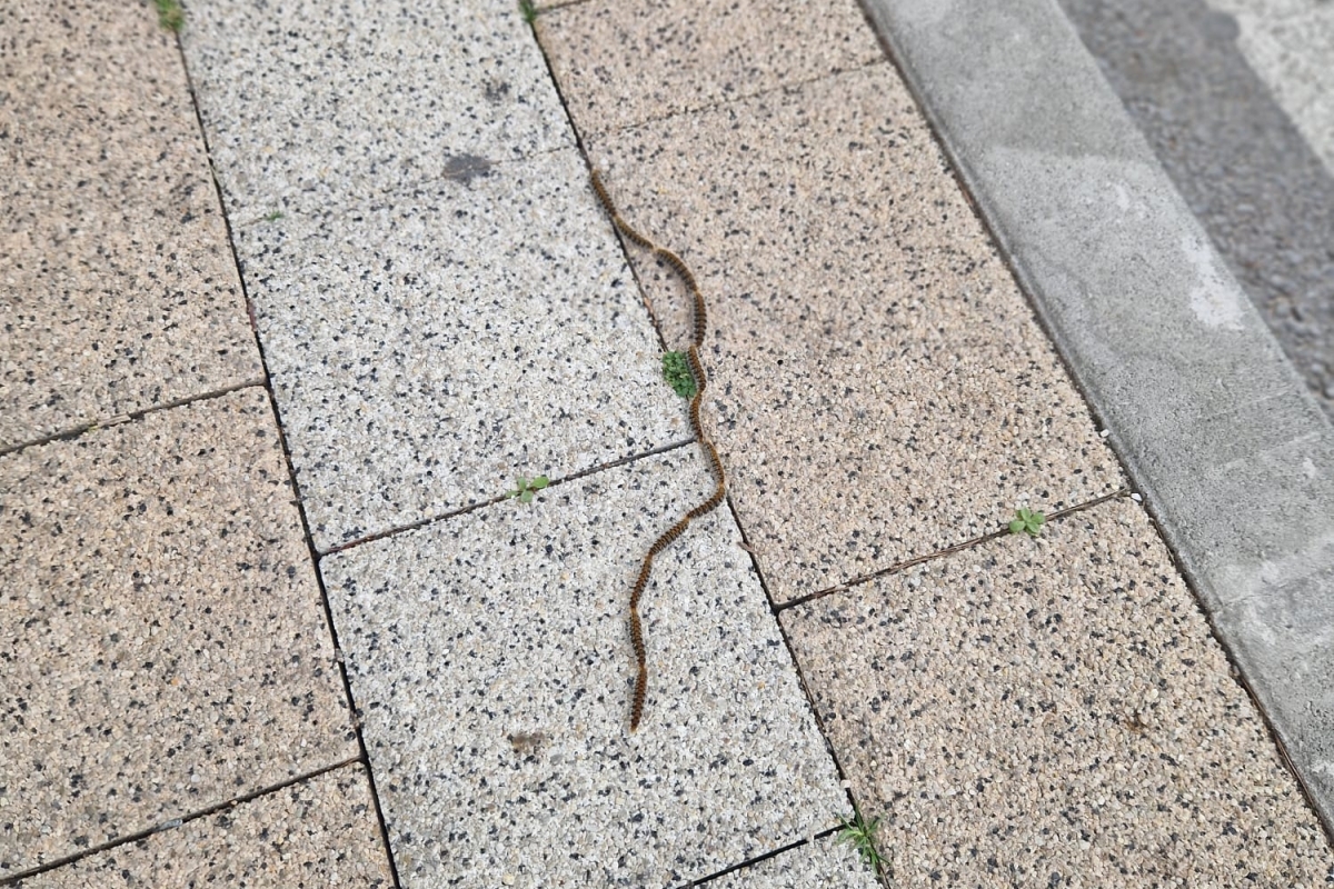 Kako zaštititi ljubimce od dlakavih gusjenica borovog prelca?